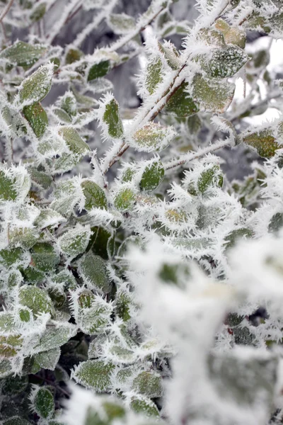 Foglie di gelo, foglie congelate — Foto Stock