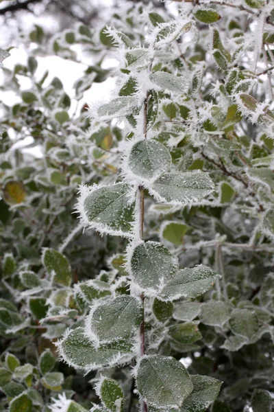 Frost listy, zmrazené listí — Stock fotografie