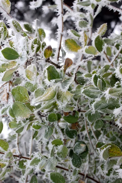 Морозне листя, заморожене листя — стокове фото