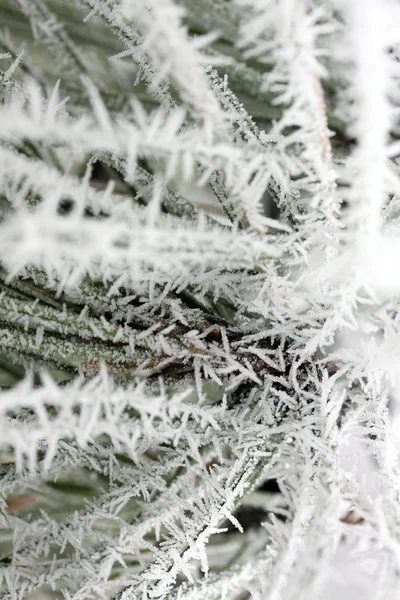 Frost, donmuş yaprakları yaprakları — Stok fotoğraf