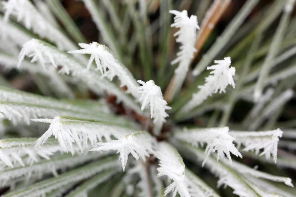 Frost löv, fryst blad — Stockfoto