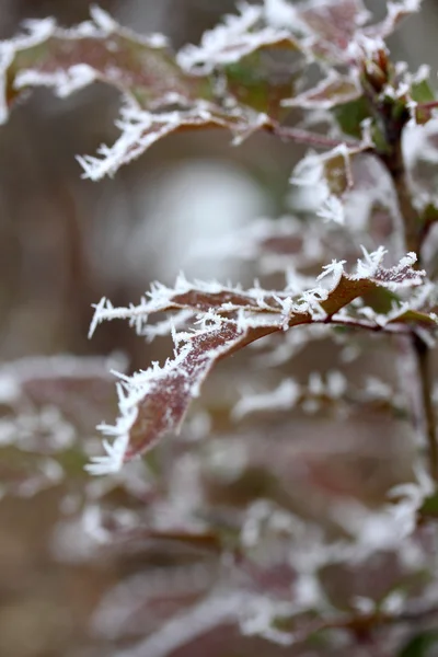 Frost listy, zmrazené listí — Stock fotografie