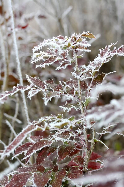 Frost löv, fryst blad — Stockfoto