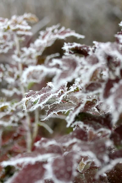 Αφήνει τον παγετό, κατεψυγμένα φύλλα — Φωτογραφία Αρχείου