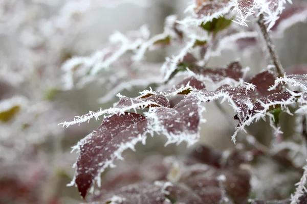 Морозне листя, заморожене листя — стокове фото