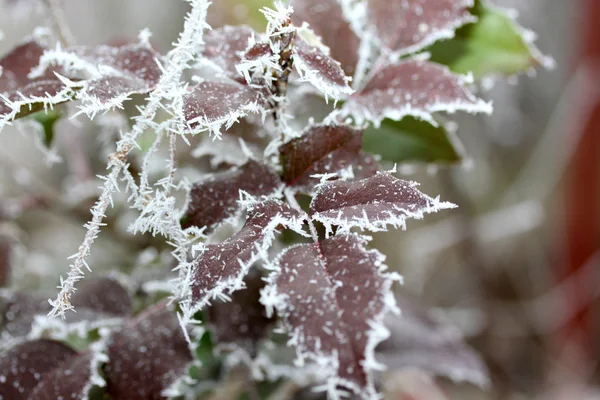 Frost, donmuş yaprakları yaprakları — Stok fotoğraf