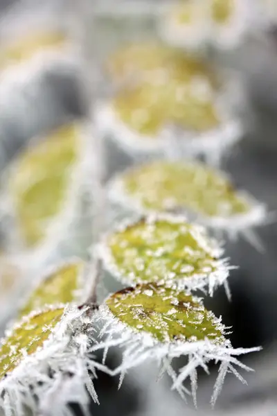 Frost löv, fryst blad — Stockfoto