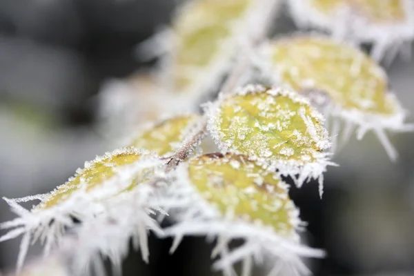 霜叶子，冻结的叶子 — 图库照片
