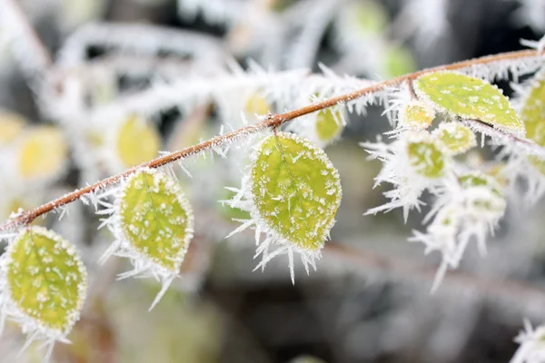 Frost, donmuş yaprakları yaprakları — Stok fotoğraf