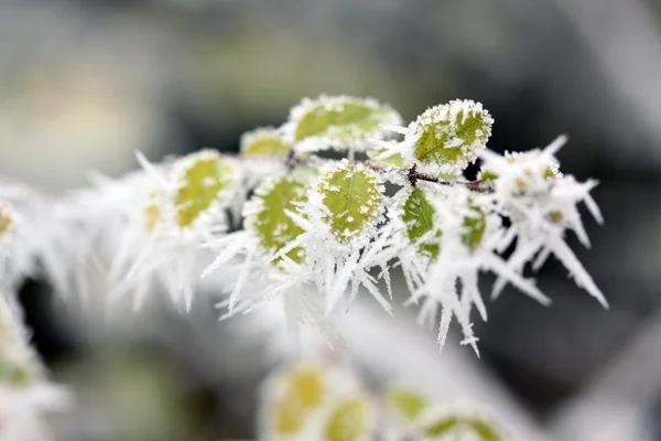 Foglie di gelo, foglie congelate — Foto Stock