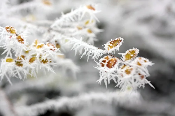 Foglie di gelo, foglie congelate — Foto Stock