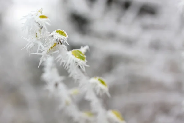 Foglie di gelo, foglie congelate — Foto Stock