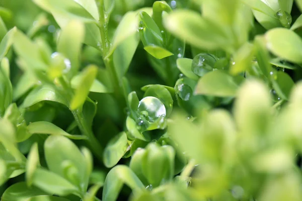 Green leaves — Stock Photo, Image