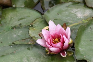 güzel pembe çiçek