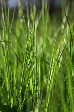 Taze Bahar Yeşil Çim