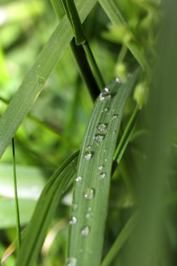 Üzerinde su damlaları olan taze yeşil çimenler.