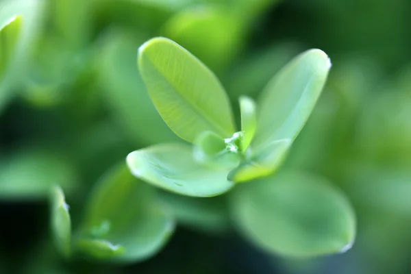 Hojas verdes — Foto de Stock