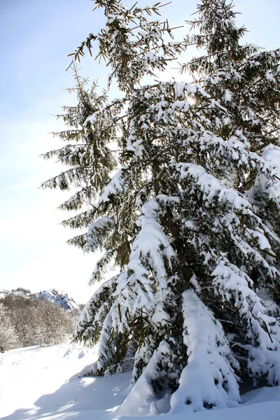 Winterszene — Stockfoto