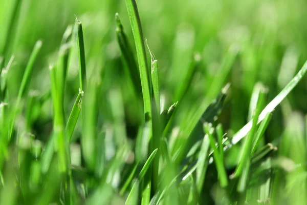 Fresh grass — Stock Photo, Image