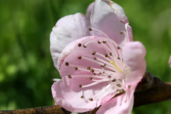 Cherry flower — Stock Photo, Image