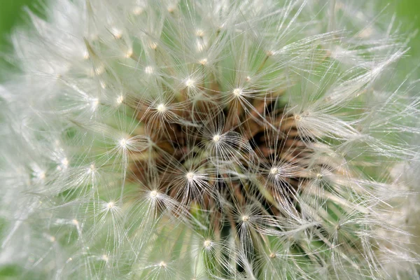 Nærbilde av en løvetann – stockfoto