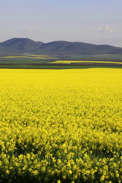 Rapsfeld — Stockfoto