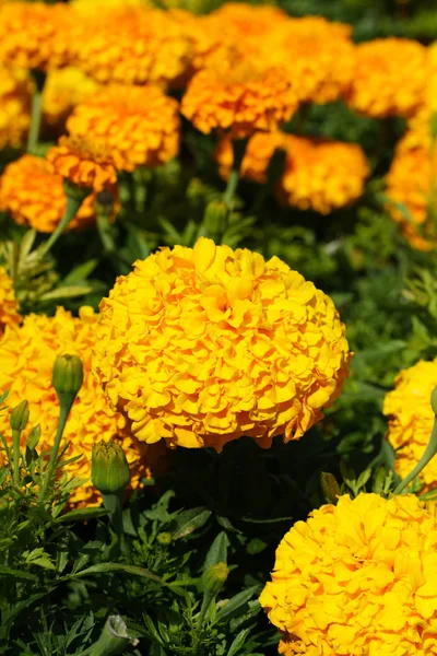 Hermosas flores amarillas — Foto de Stock