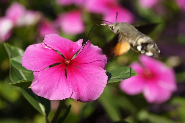 Petunia — Stock Photo, Image