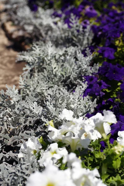 Sfondo di fiori bianchi e viola — Foto Stock