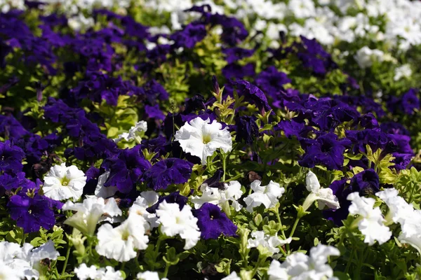 Фон из белых и фиолетовых цветов — стоковое фото