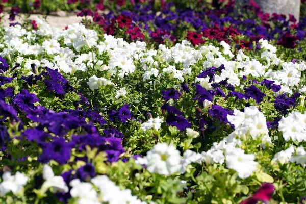 Colorful petunias — Stock Photo, Image