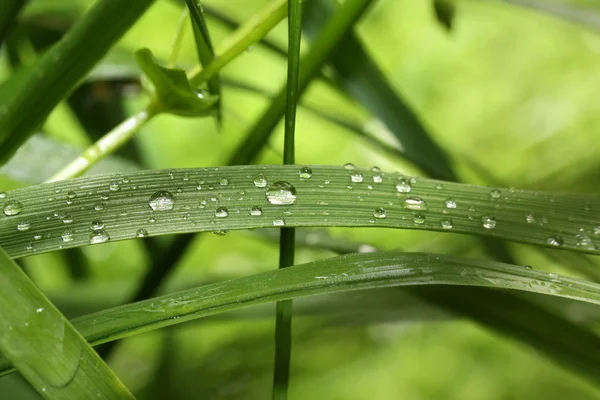 Fresh green grass with water drops on it — Stock Photo, Image