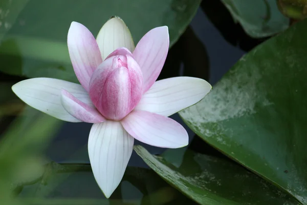 Flor de lótus de close-up - waterlily — Fotografia de Stock