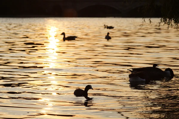 Ducks at sunset — Stock Photo, Image
