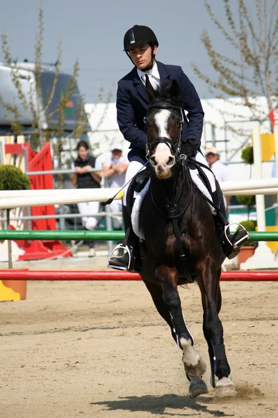 Paardensport springen - opleiding — Stockfoto
