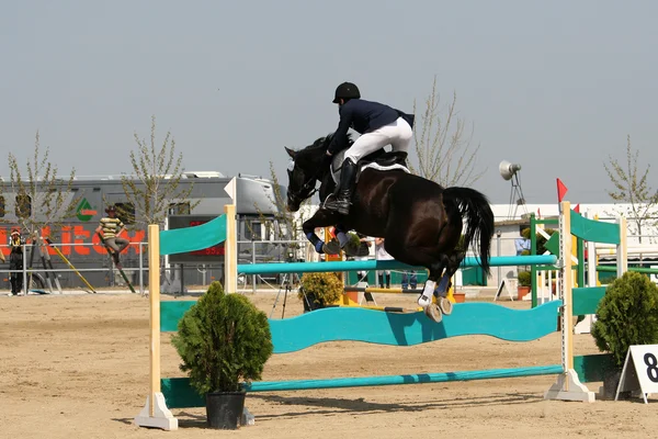 Equestrian jumping - training — Stock Photo, Image