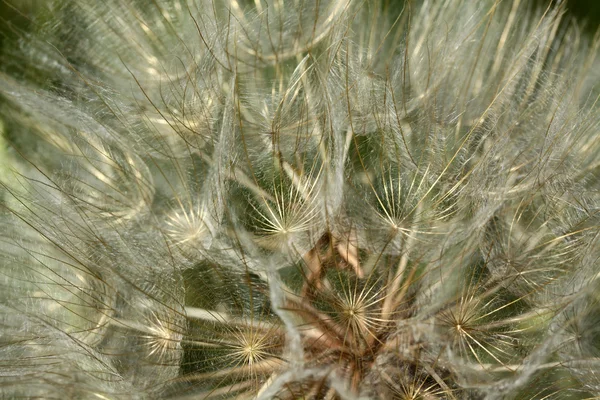 Diente de león —  Fotos de Stock