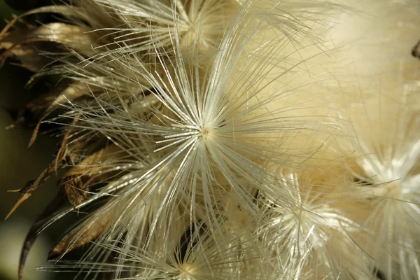 Dandelion — Stock Photo, Image