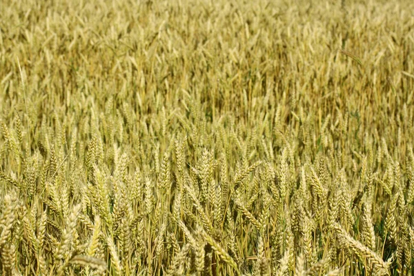 Pšenice rostliny — Stock fotografie