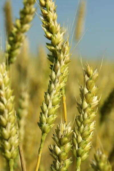 Wheat plants — Stock Photo, Image