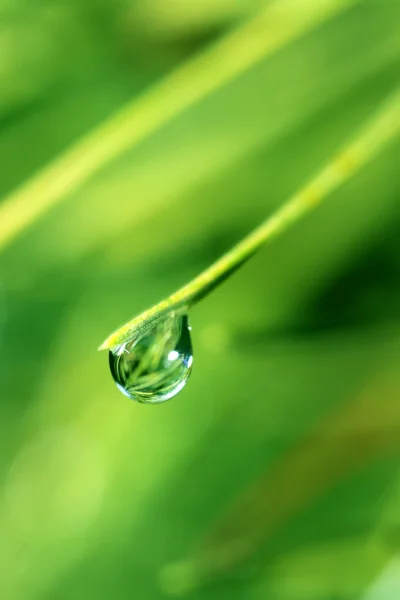 Macro shot waterdrops on green leaves — Stock Photo, Image