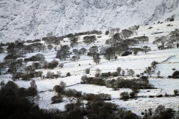 Зимние деревья в горах, покрытые свежим снегом — стоковое фото