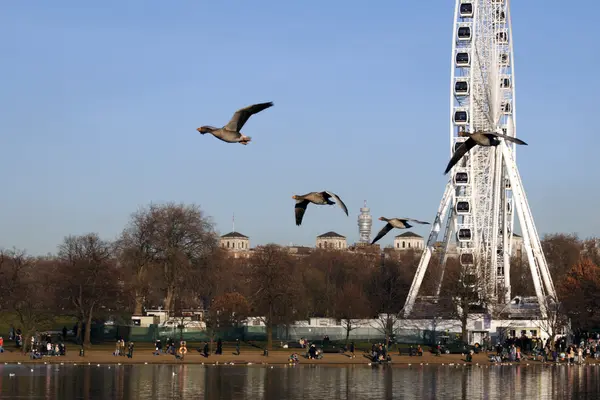 Riesenrad — Stockfoto