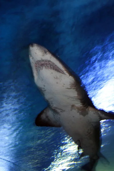 Denizde köpekbalığı