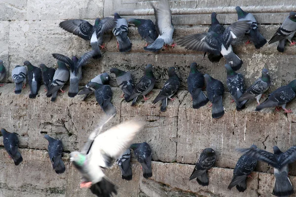 Pigeons — Stock Photo, Image