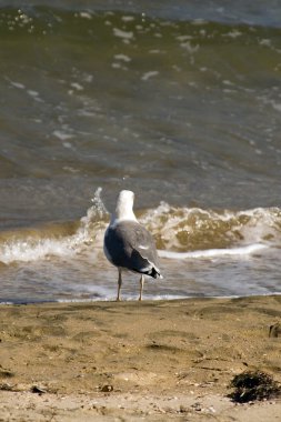 sahilde oturup martı