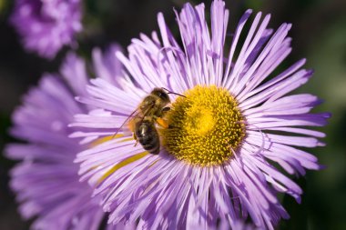 Mor çiçekte bir arı