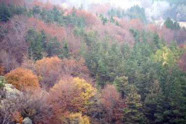 orman sonbahar sahne