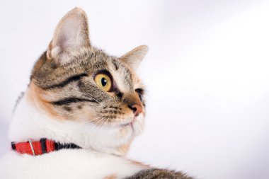 Beyaz bir arka plan üzerinde izole genç kedi