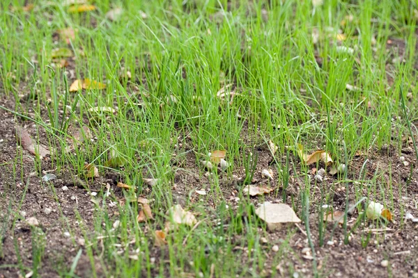 Gräs i en botanisk trädgård — Stockfoto